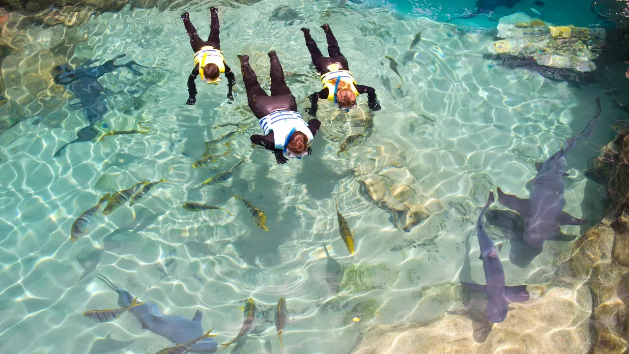 Discovery Cove Brings Back Shark Swim Program
