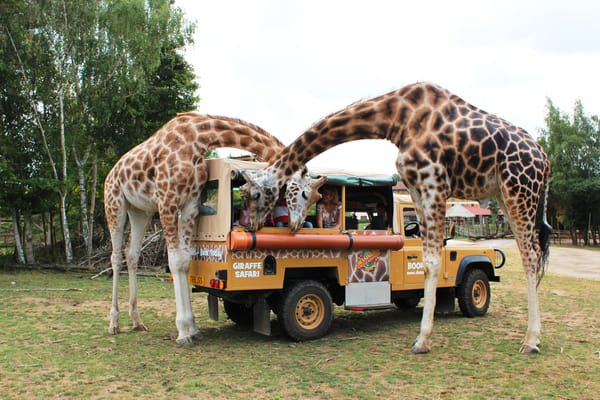 Chessington World of Adventures Opens Free Safari