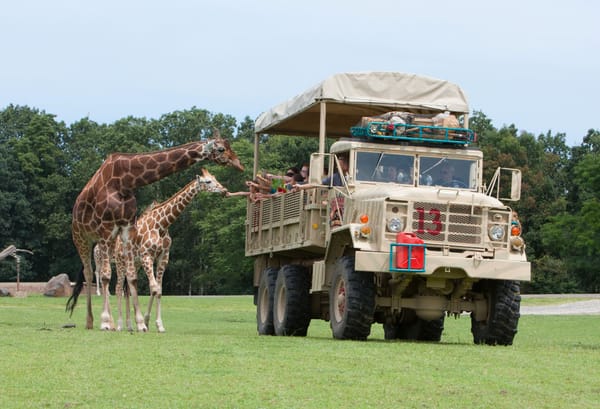 Six Flags' Safari Off-Road Adventure Reopens for Drive-Thru Monkey Business