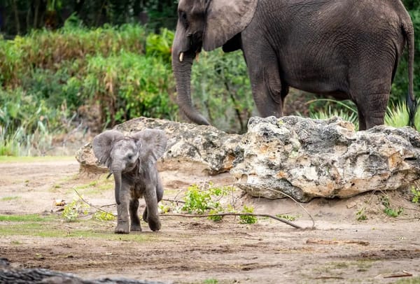 Adorable Baby Elephant Debuts at Animal Kingdom